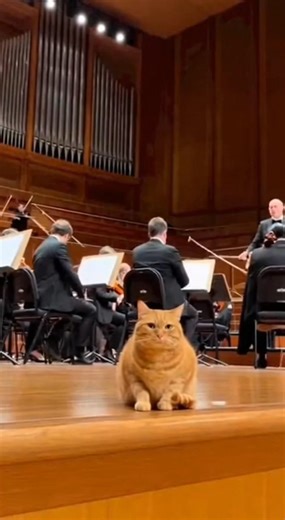 When the concert warm-ups hit one wrong note… and the cat files a complaint. 🎻😾 #aivideo | Cats Flash