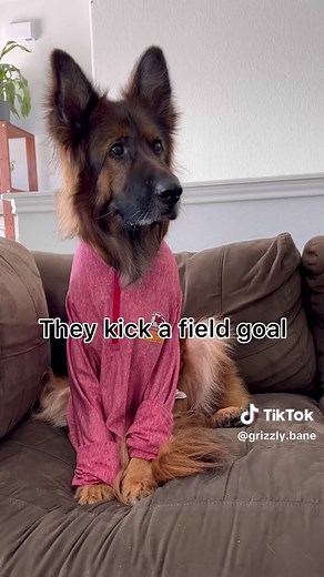 Funny Dogs Watching Football Conversation | Grizzly Bane Comedy Skit