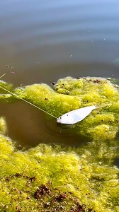 The Pond Monster 🐟 | The Fish Whisperer