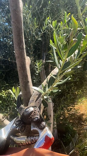 2.9K reactions · 20 shares | olive tree pruning | Petrit Tahiri | Facebook