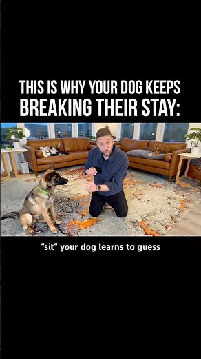 This is Why Your Dog Keeps Breaking Their “Stay” ❌ #dogtraining