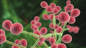 Candida fungi, Candida albicans, C. auris and other human pathogenic yeasts, 3D animation