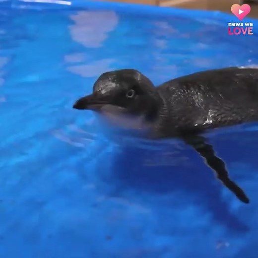 285K views · 17K reactions | It's World Penguin Day!  Check out Cincinnati Zoo's newest baby penguin chick Rose getting her first swim lesson. | WLWT | Facebook