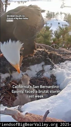 Baby Eaglet Dies in Snow, Wind Storm