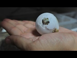 Helping cute baby tortoises hatch!