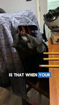 Your cat isn't knocking things off the shelf to spite you