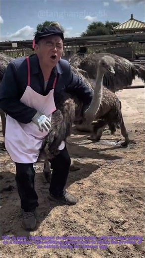 Hilarious Ostrich Egg Laying Comedy Skit