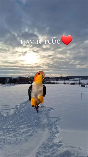 #Meme #MemeCut #CapCut @varr.yasha @Алиса и Бобик😸😸😸 @POLLY ❄️❄️ @||mOOn.lx||rbx)