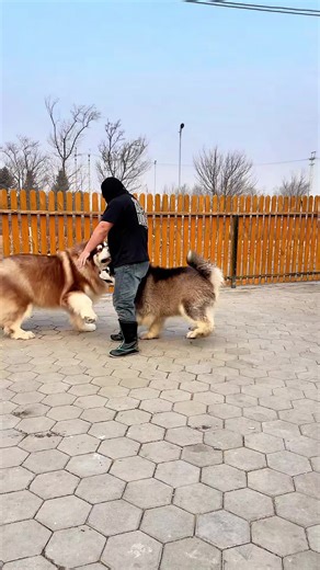 Dog training 🧿 (@dog.tr)’s videos with original sound - Dog training 🧿