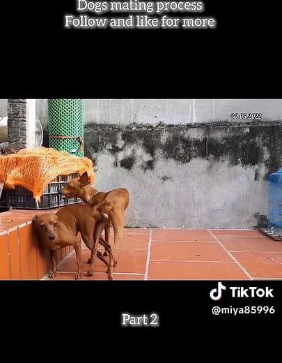 Unique Dogs Mating Process Explained | Part 2