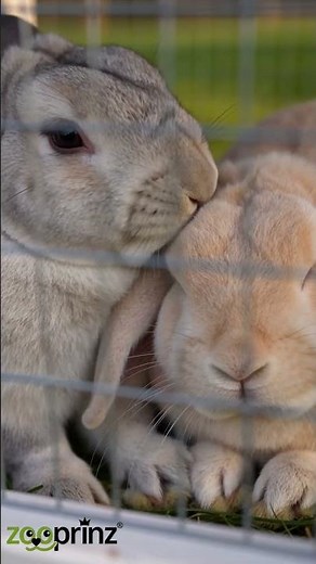 🐰 Würdest du deinem Kaninchen dieses Zuhause geben?