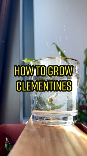 How to grow clementines at home! 🍊🤩 #clementine #plants #planttips #garden #gardening #plantsoftiktok #lifehacks #diy #howto #kitchenhacks #recycle #upcycle #plantlover