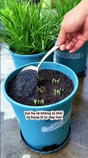Top Tips for Beginner Urban Gardeners #urbangardening #lifehacks