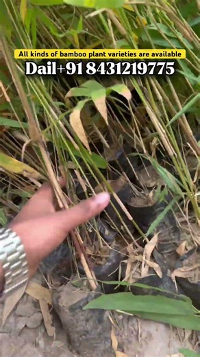 Bamboo farming | Bambusa strictus , bamboo plantation, low investment farming, all king off bamboo