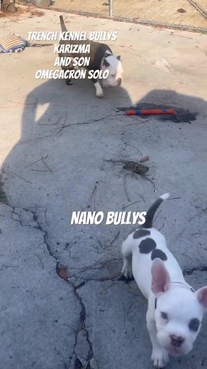 Trenchkb nano Mother and son American bully nano | Trench K Bullys