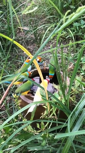 😍🐦🥰 #AmaZing #birdphotography #cutebird #birdwatching #birdsounds #AmaZing #birdworld #birdsofinstagram #nature #birds #birdschallenge #birdlovers #birdphoto #birdphotographer #photo #photoshoot #photographer #photochallenge #photographychallenge #Photograph #AmaZing #birdphotography #cutebird #birdwatching #birdsounds #AmaZing #birdworld #birdsofinstagram #nature #birds #birdschallenge #birdlovers #birdphoto #birdphotographer #photo #photoshoot #photographer #photochallenge #photographychall