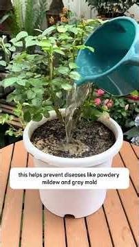 4 Baking Soda Tricks Every Plant Lover Must Know! 🌿 #garden #diy #gardening #gardenhacks #farming