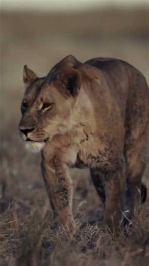 Slow Down and Experience Botswana #botswana #africansafari #wildlifephotography
