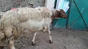 9.5K views · 64 reactions | بسم الله ماشاء الله 9 نعاج برقى حر+ كبش...