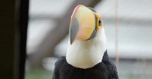 Toco Toucan, Ramphastos Toco, Also Known As the Common Toucan, Giant Toucan or Simply Toucan.
