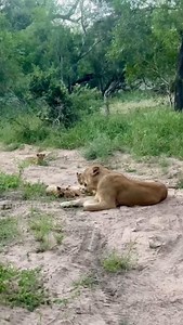90 reactions · 3 comments | Spending the day with a pride of lions—never a dull moment. It’s the most breathtaking wildlife encounter I’ve ever had. #TanzaniaLuxurySafari #TanzaniaInsideAndSafari | Tanzania Inside and Safari | Facebook