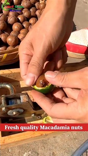 Cutting Macadamia nuts at home #macadamianuts #cuttingfruit #nutfarming #dryfruits