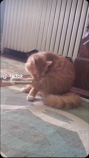 Adorable Cat with Wobbly Head | Cerebellar Hypoplasia