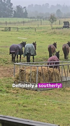 Two ways to check the wind direction: The weather station