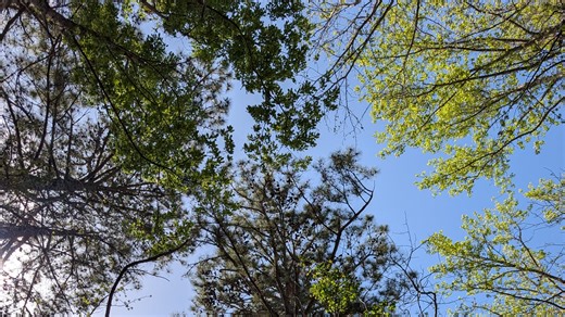 North Carolina's 2026 pollen season has been rough. Here's why.