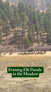 2.5K reactions · 259 shares | Evening stroll, Greer-style. A full herd of elk made their way through the meadow—calm, majestic, and right on schedule. Just one of those unforgettable moments in the mountains. 歷⛰️ #greeraz | Greer Lodge Resort & Cabins | Facebook