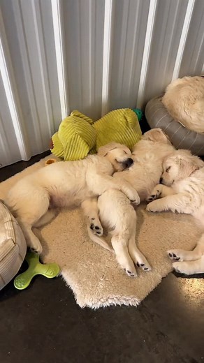 ✅Train before naps not after ⬆️ 👉What you’re watching: Sleep. ✅This is when your puppy’s brain consolidates what they learned into long-term memory. ✅The timing of when you teach determines how well they retain it. 👉👉Two types of learning: Pattern learning (all day): Environmental associations. Dishes = sit. Door = wait. Leash = calm. Context-based conditioning through repetition. Train this anytime. ✅New skill acquisition (timing matters): Brand new behaviors, cognitive work, complex problem