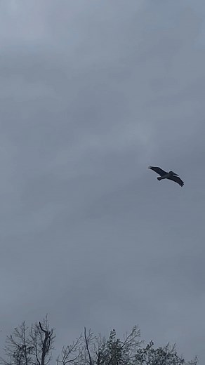 13K views · 87 reactions | Louisiana swamp life  #outdoors #pelicans | Cruze's Louisiana Outdoors | Facebook