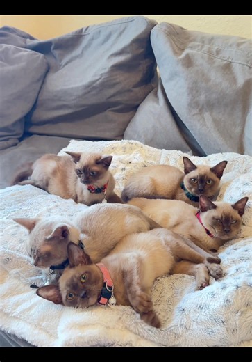 We have 5 beautiful Burmese Kittens for Sale 😻💗! They are all 4 months old 🥰 You can email us at sweetburmeseco@gmail.com or send us a private message for more information. #burmese #burmesekitten #burmeseforsale #burmesekittensforsale #burmeseforsale #beautifulburmese #catforsale #cat #iwantcat
