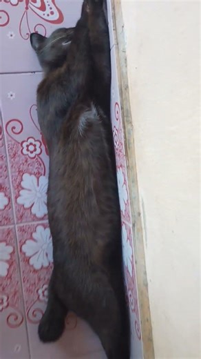 ท่านอนเสียก่อนสบายเกินไปไหมเจ้าเทา