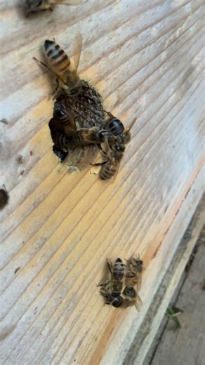 Carniolan colony ( first video ) vs. very calm Buckfast colony ( second video ) today 1of November | Stanley’s bees