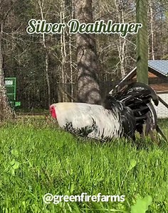 54 reactions · 3 comments | This Silver Deathlayer rooster is on a...