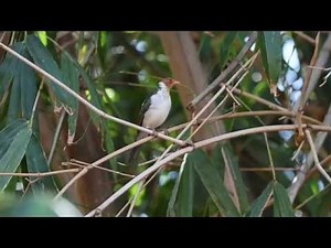 Yellow-billed Cardinal (Pousada Piuval)