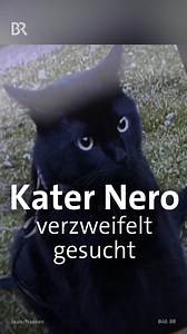 911K views · 8.6K reactions | Im Sommer ist Kater Nero in Erlangen...