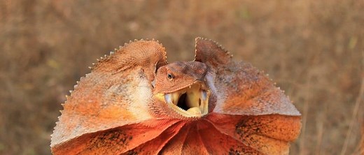 Frilled Lizard