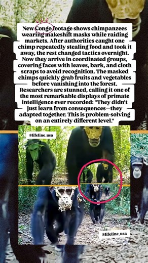 “Masked Chimps Just Outsmarted Humans 😳🧠”