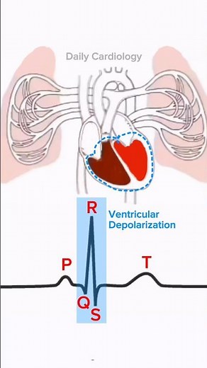 Cardiac cycle explained with ECG (P wave, QRS complex and T wave) #cardiaccycle #ecg #cardiology