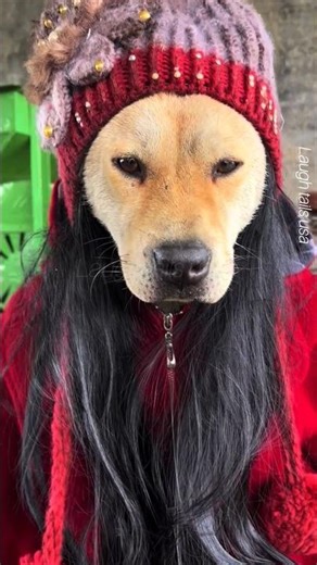 dogs funny moments 🤣 #funny #animalshorts #cute