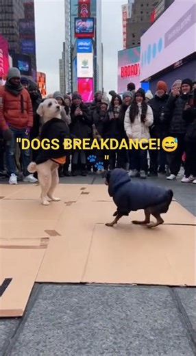 Breakdancing Dogs Take Over Times Square 😂🐶 | NYC Street Show Gone Wild