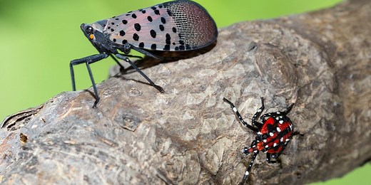 Invasive bug species back in North Carolina this spring: What to know