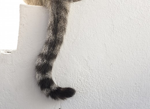 Langage du chat : Décryptage de la queue du chat