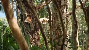 Botanical garden in Maui Island full of Eucalyptus trees and exotic flowers, Hawaii. Road to Hana.