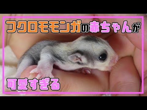 【フクロモモンガ】フクモモの赤ちゃんが可愛すぎる！脱嚢7日目の赤ちゃんを公開