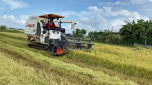 Processing Kubota DC105X Harvest Rice Agriculture Cambodia | CHANDY-Countryside | Facebook