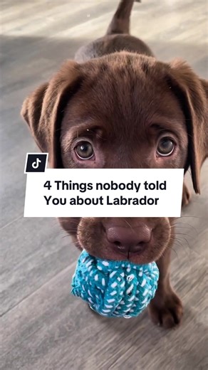 4 Things Nobody Told You Before Getting a Labrador