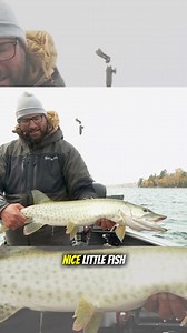 9.8K views · 248 reactions | Luke Ronnestrand Catches a smaller Lake Vermilion muskie with Jeremy Smith. Although smaller, it's cool to see fish in that size class, living evidence that recent stockings since 2017 have been paying off in Lake Vermilion. A popular lake, especially for late fall muskies, as fish can be targeted while feeding on cisco schools.. | Lindner's Angling Edge | Facebook
